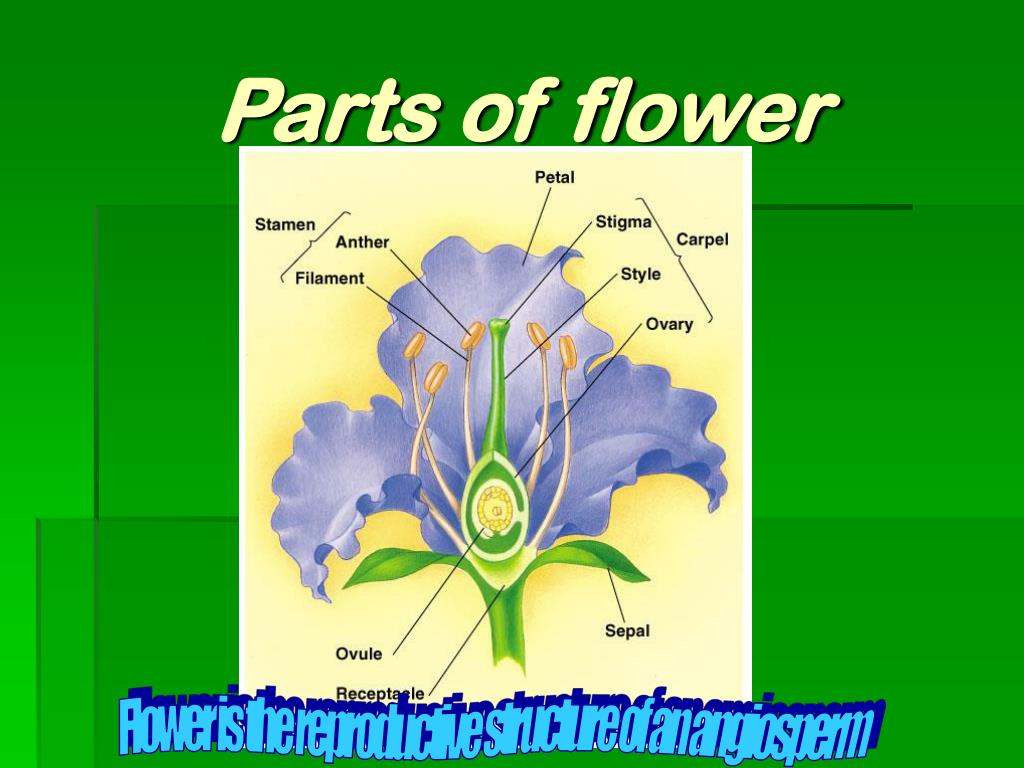 Ppt Botany Powerpoint Presentation Free Download Id6265282