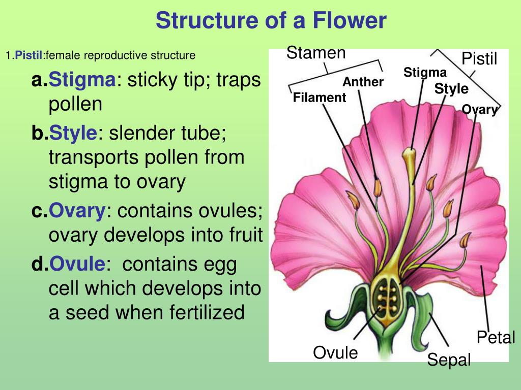 Ppt Botany Powerpoint Presentation Free Download Id6265282