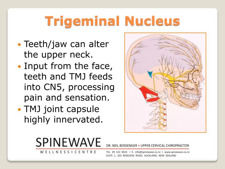 Anxiety May Alter Processing Of >> PPT - The Power of Upper Cervical PowerPoint Presentation ... Anxiety May Alter Processing Of >> PPT - The Power of Upper Cervical PowerPoint Presentation ...