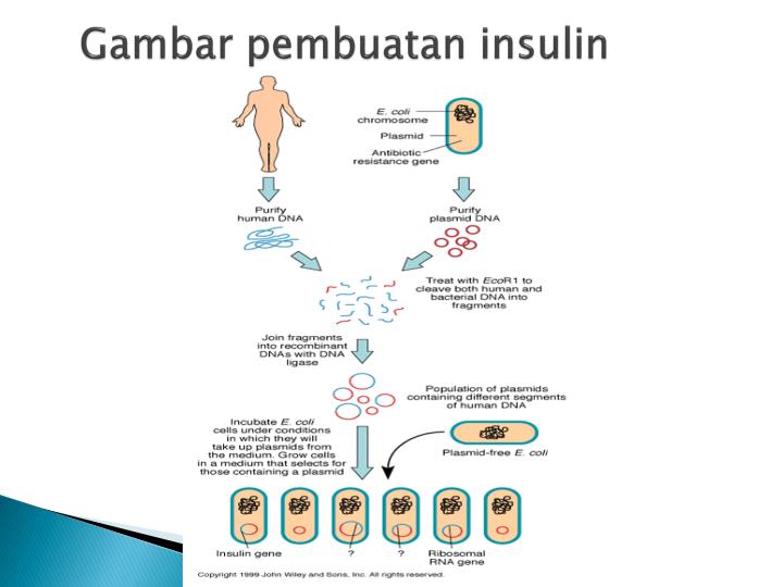 PPT - REKOMBINASI REKAYASA (REKAYASA GENETIKA) PowerPoint Presentation