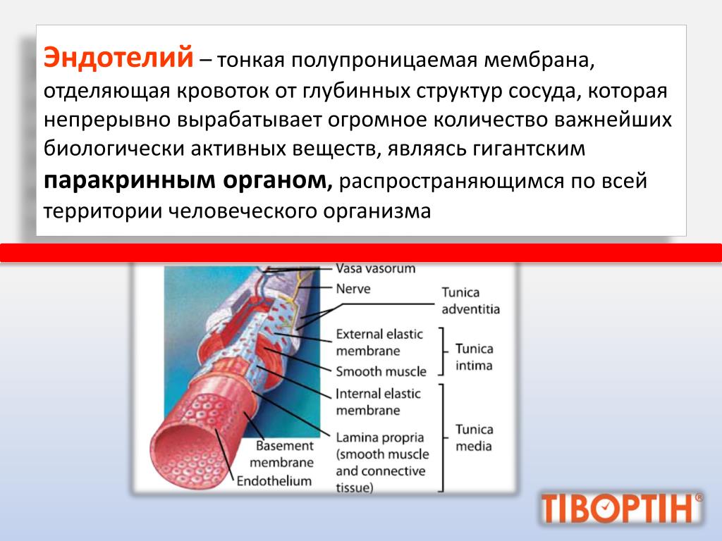 Какая функция у сосудов листа. Строение артерии 8 класс. Строение и функции сосудов. Состав сосуда любви.