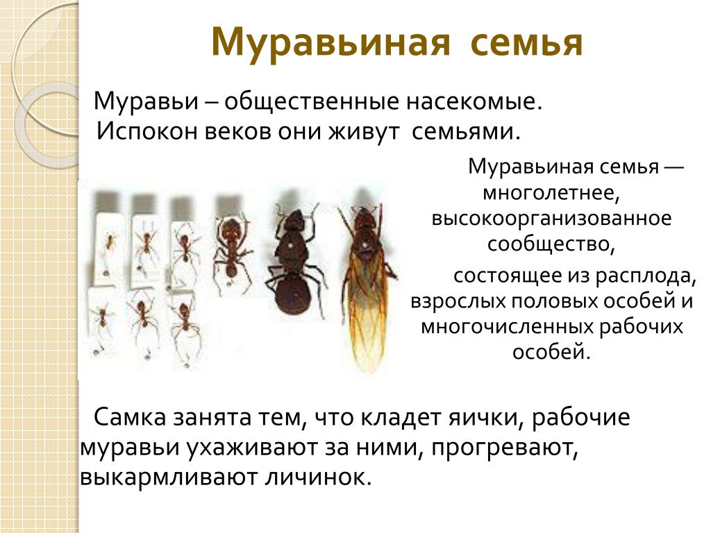 Рабочие особи. Муравьи общественные насекомые. Общественные насекомые муравьиная семья. Общественные насекомые презентация. Общественные насекомые пчелы и муравьи.