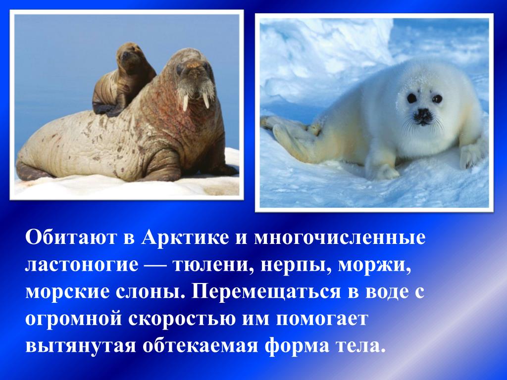 Белый медведь морж и тюлень природная зона. Морж и тюлень. Тюлени в Арктике. Интересные факты о тюленях. Ластоногие в арктических пустынях.