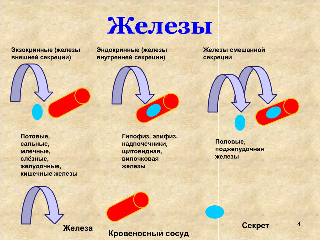 Секрет в биологии