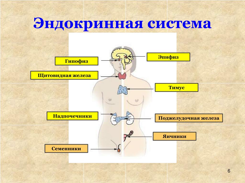 Какая система органов регулирует гормоны. .Система желез внутренней секреции. Функции. Эндокринная система человека схема. Эндокринная система железы внутренней секреции. К эндокринной системе относятся железы.