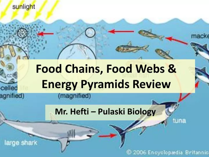 Ppt Food Chains Food Webs Energy Pyramids Powerpoint - vrogue.co