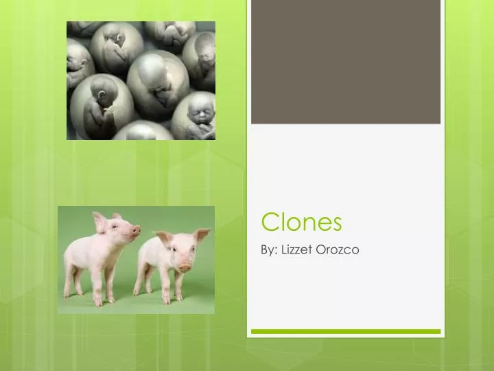 clones n.