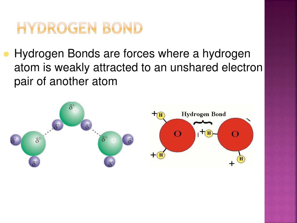 Hydrogen Bonding Forces