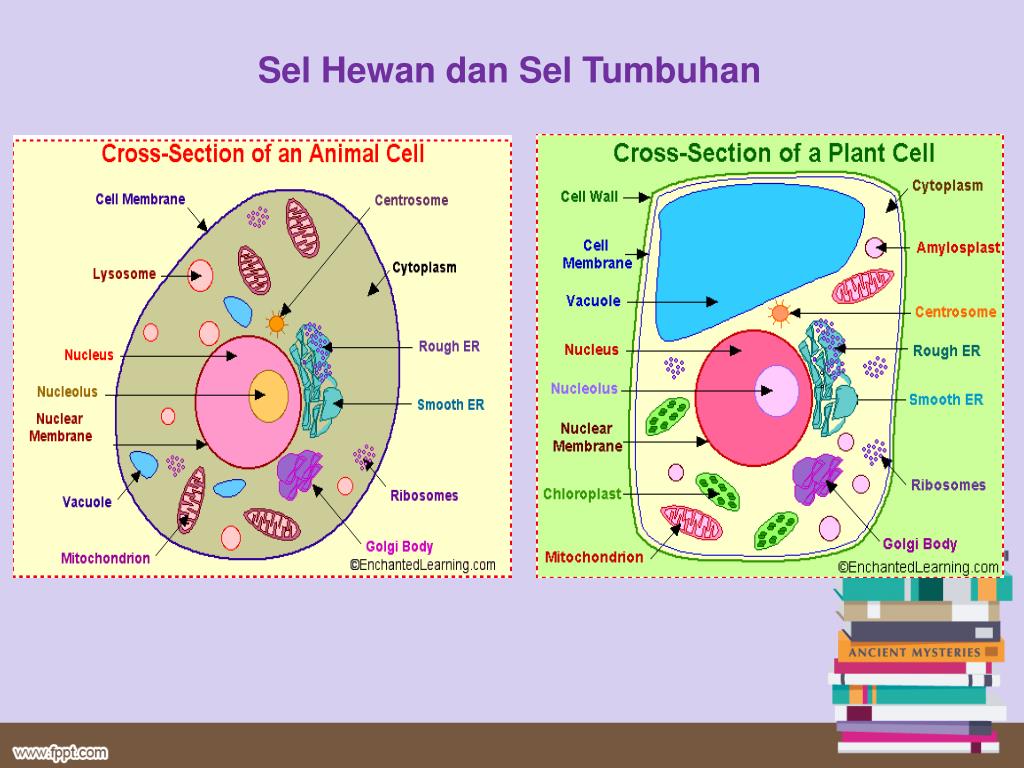 PPT Organisasi Kehidupan Sel  PowerPoint Presentation 