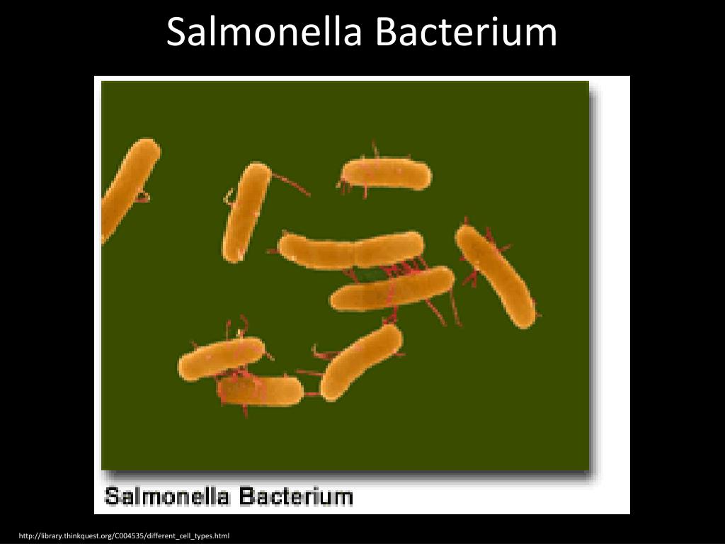 Сальмонеллез 1 2. Houtenae сальмонелла. Амиранелла сальмонелла. Сальмонелла форма бактерии. Сальмонеллез рисунок.