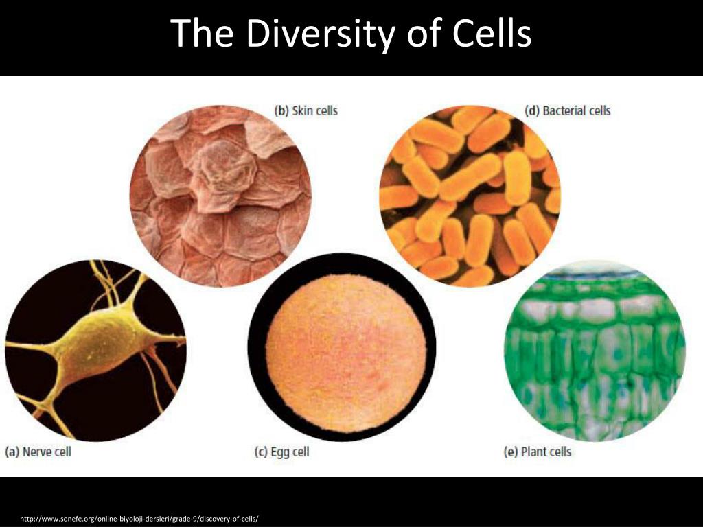 Each cell. Клетка Shape. Cell diversity. Bacterial Cells Shape. Shapes of Human Cell.