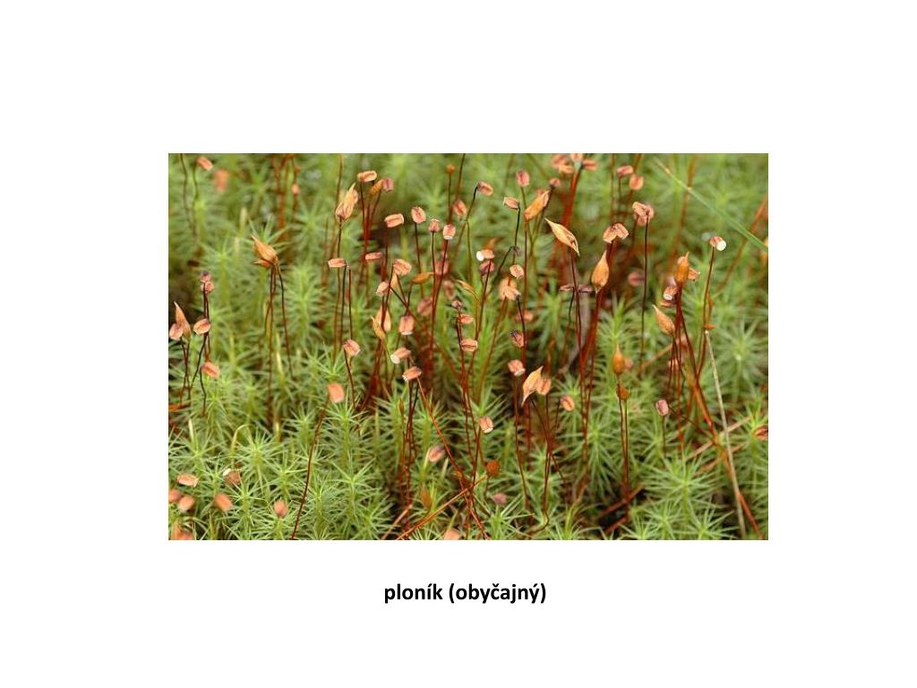 PPT - Podríša : vyššie rastliny PowerPoint Presentation, free download -  ID:6288213