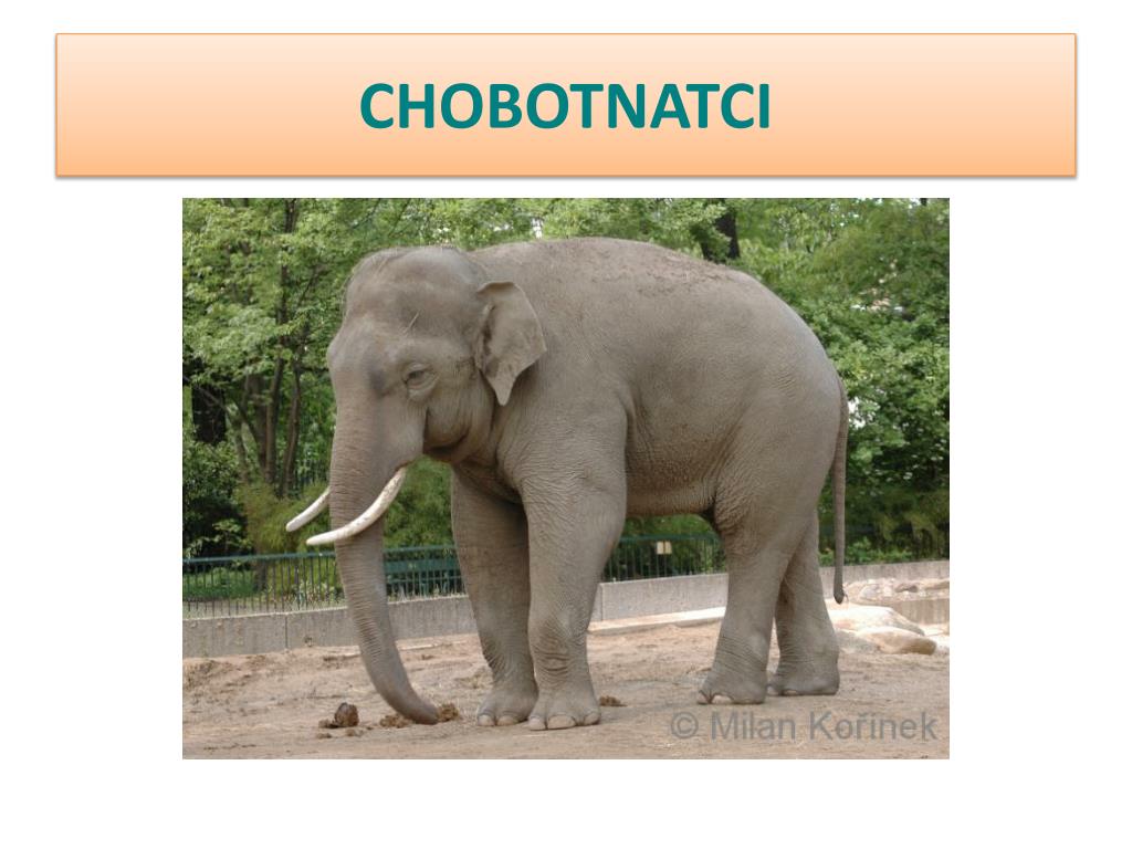 Слон сколько кг. Отряд хоботные. Индийский слон. Вес слона. Индийский слон размер.
