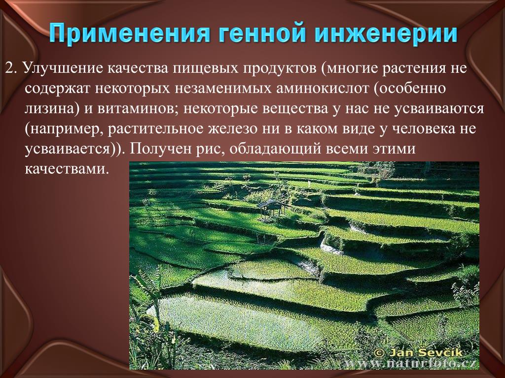 Разработка генной инженерии. Применение генной инженерии. Генетическая инженерия применение. Области применения генной инженерии. Генная инженерия растений презентация.