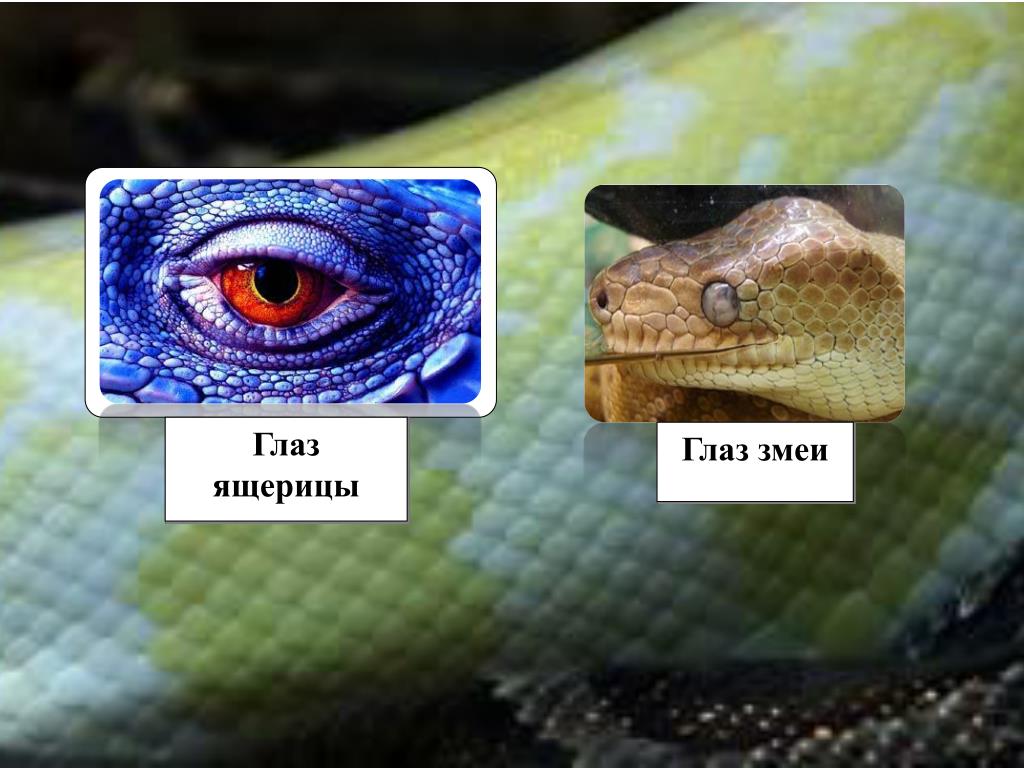 Чем ящерицы отличаются от змей. Зрение змеи. Глаза змей и ящериц. Особенность змеиных глаз. Презентация змеи зрение.