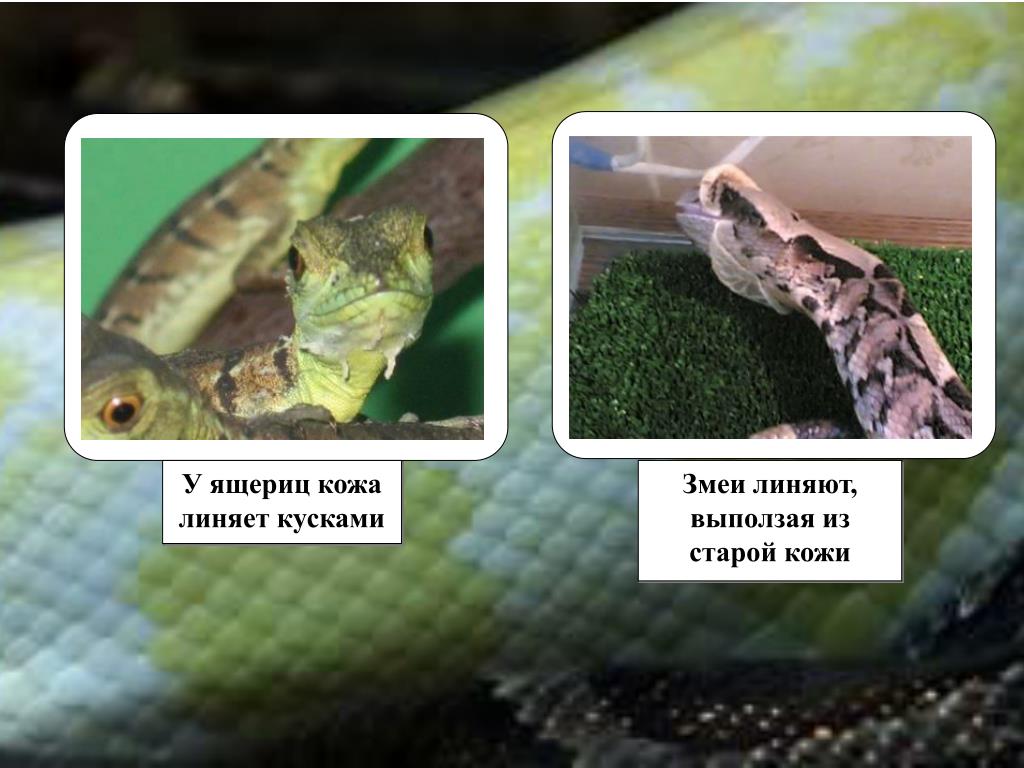 Линька Ящерицы