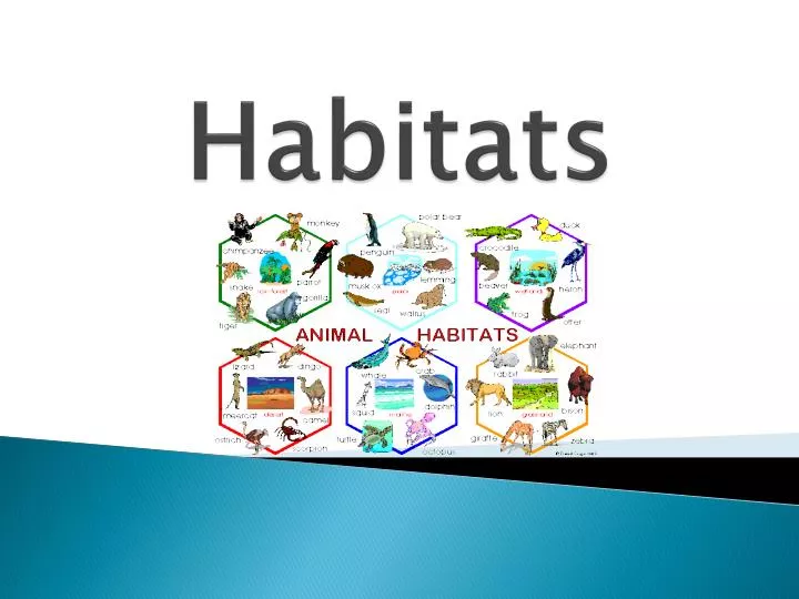 PPT - Habitats PowerPoint Presentation, free download - ID:6292141