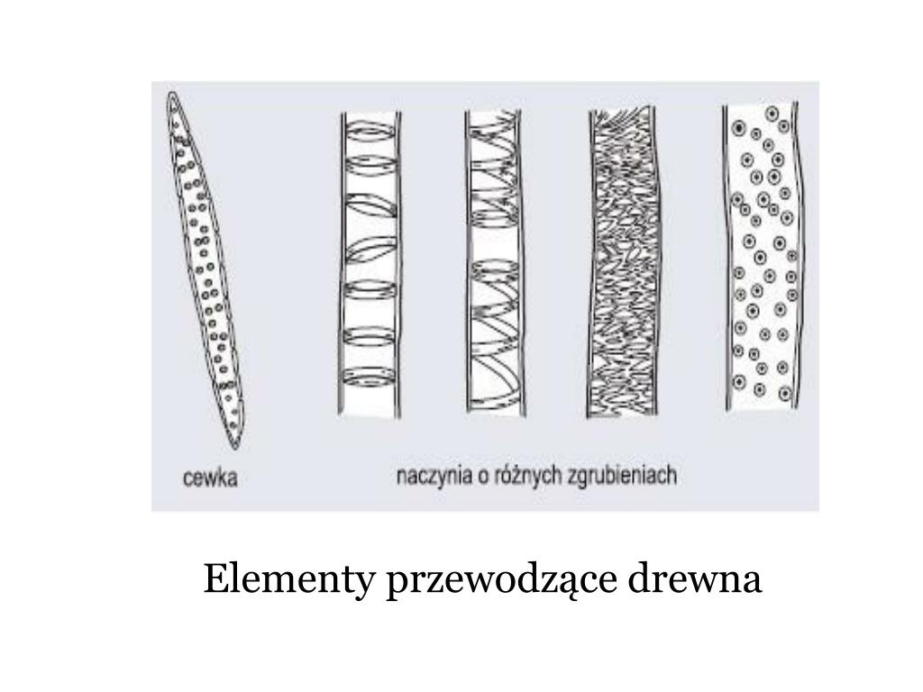 PPT - Niesamowity świat roślin - robimy eksperymenty i doświadczenia