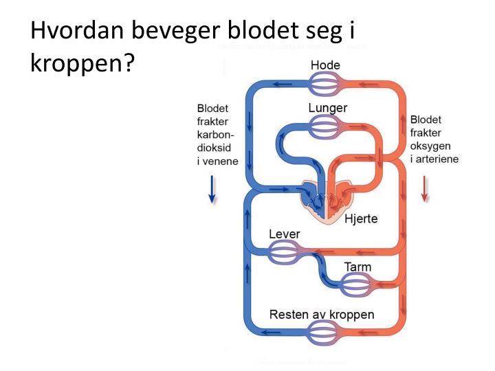 Ppt blodet powerpoint presentation id:6292667 Spisebordsstole