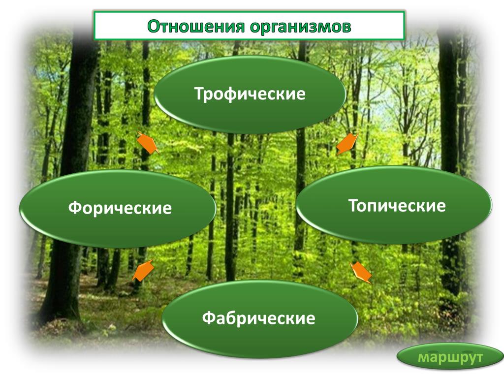 Экология отношения организмов. Форические Фабрические топические трофические. Трофические и топические связи в экосистеме. Типы взаимоотношений в биоценозе. Что такое топические, трофические, Фабрические взаимоотношения.
