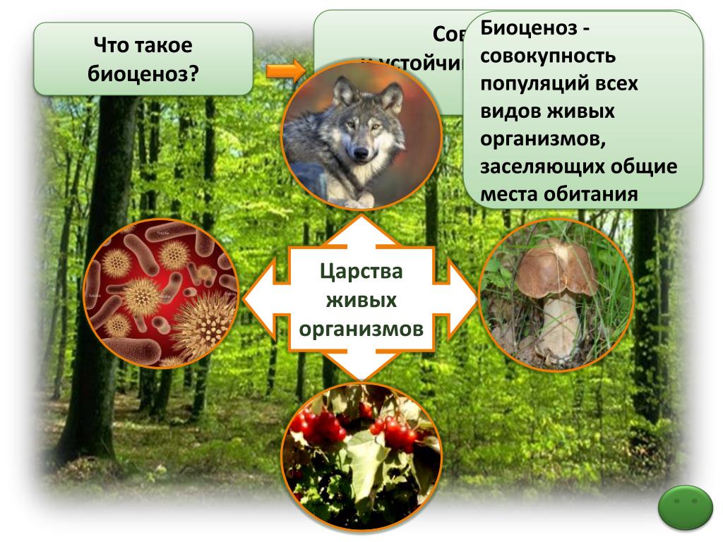 Виды биоценоза леса