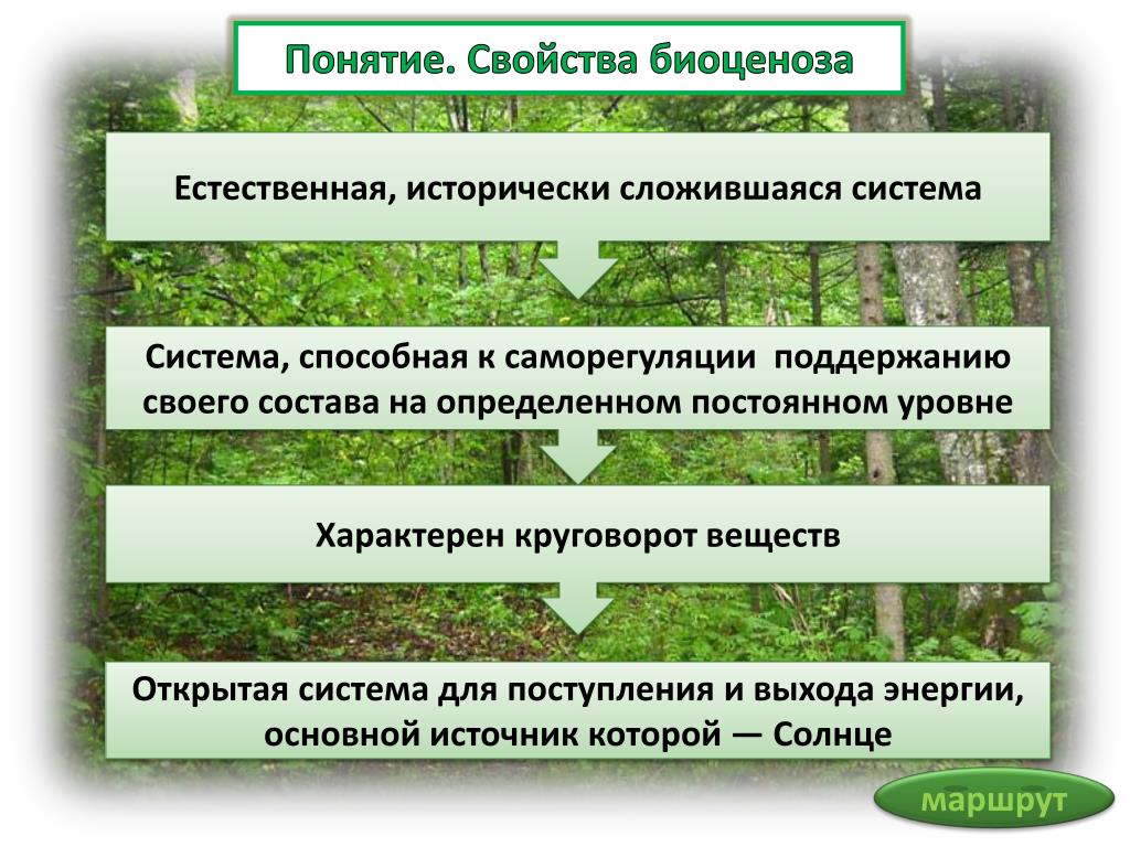 Виды биоценоза леса