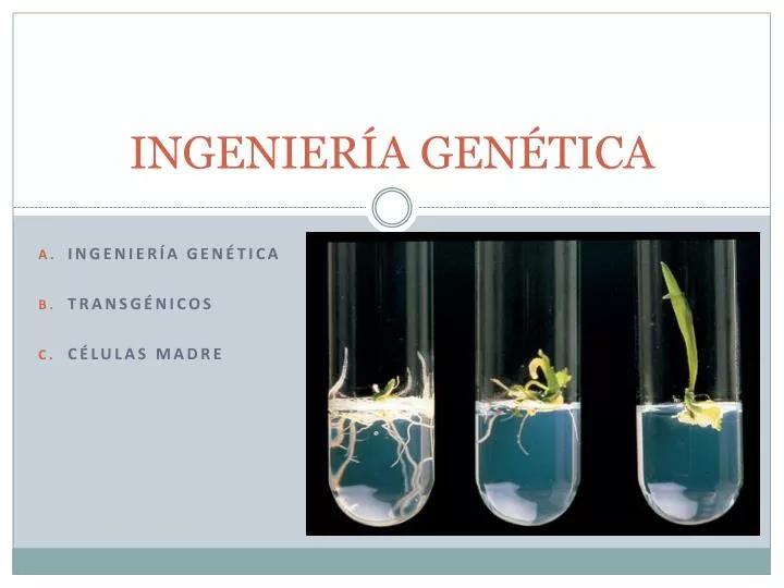 Ppt Ingenieria Genetica Powerpoint Presentation Free Download