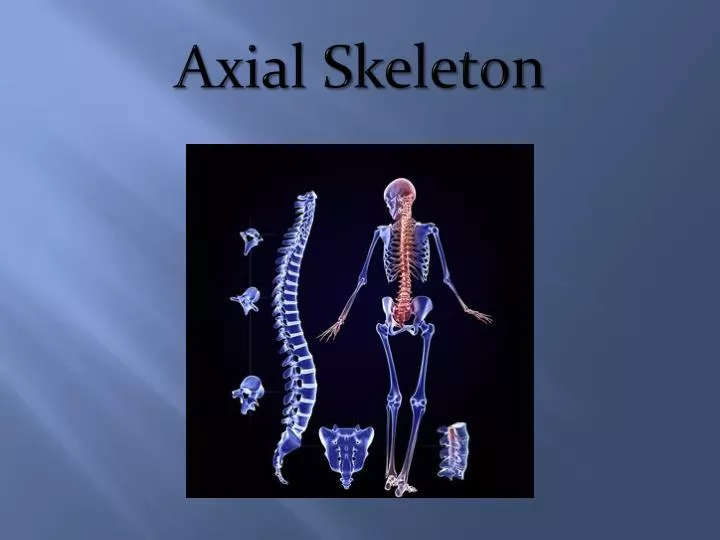 axial skeleton n.