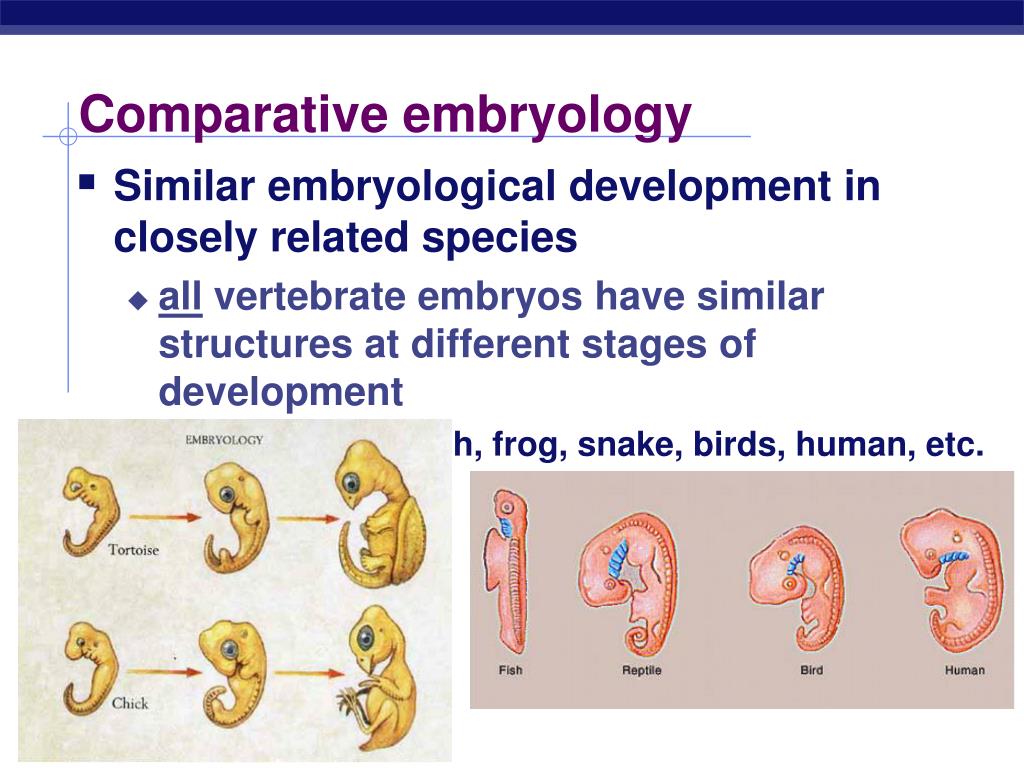 PPT - Evidence of Evolution by Natural Selection PowerPoint