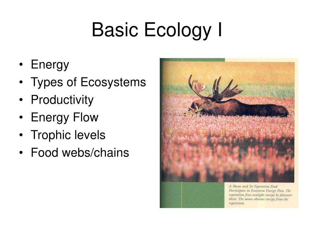 PPT - Basic Ecology I PowerPoint Presentation, Free Download - ID:6301074