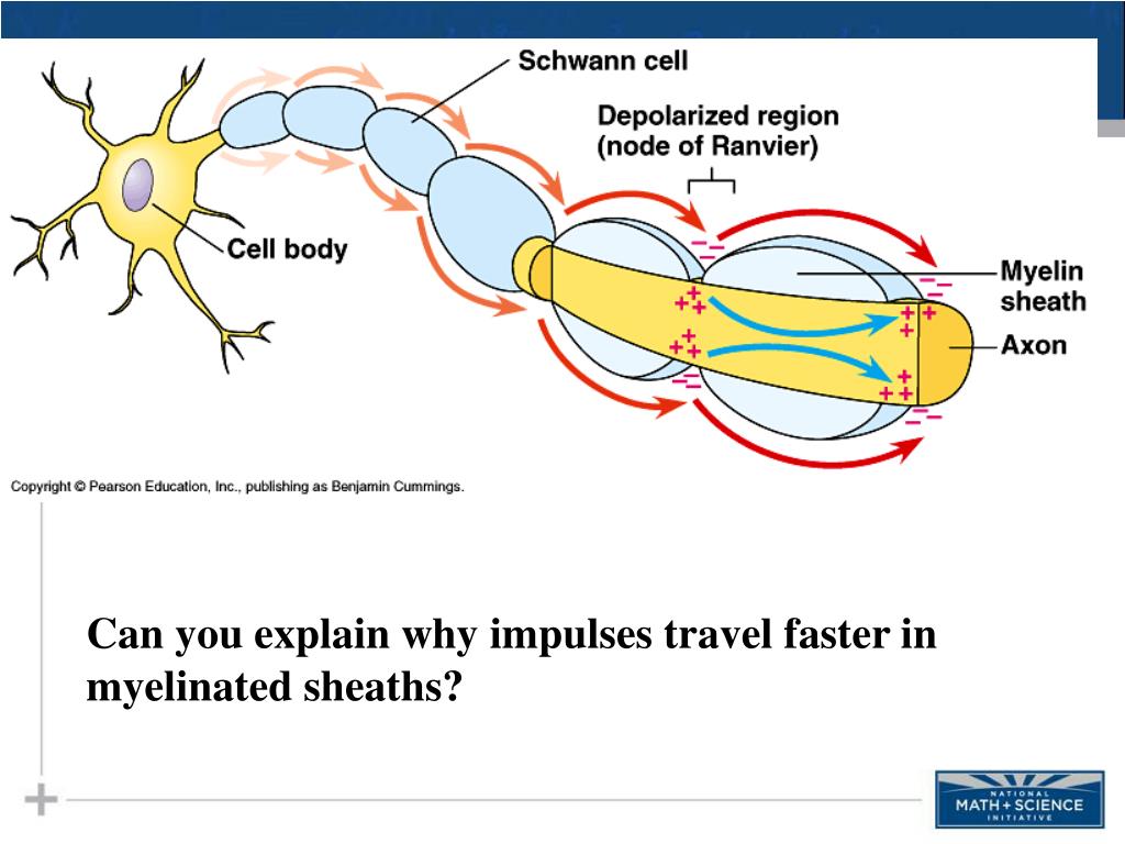 nerve impulses travel faster