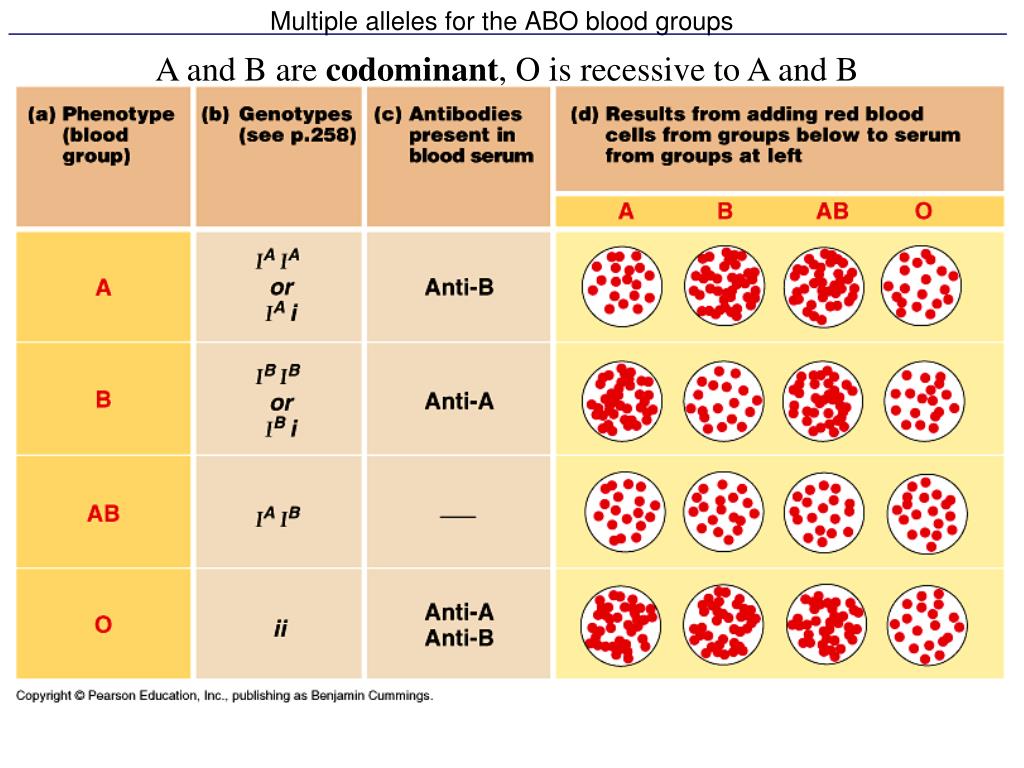 PPT Multiple Alleles For The ABO Blood Groups PowerPoint Presentation 