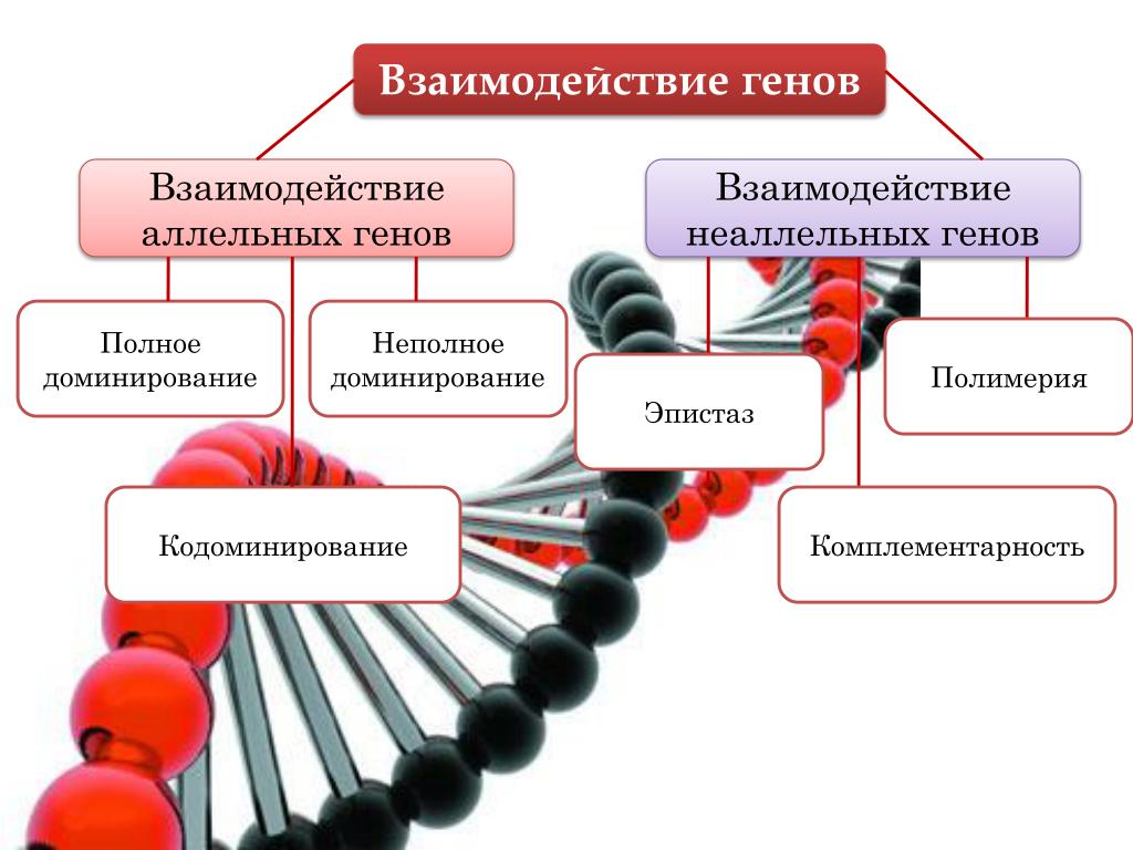 Особенности доминирования. Аллельные и неаллельные гены взаимодействие. Схема взаимодействия аллельных и неаллельных генов. Взаимодействие аллельных генов схема. Схема типы взаимодействия аллельных генов.