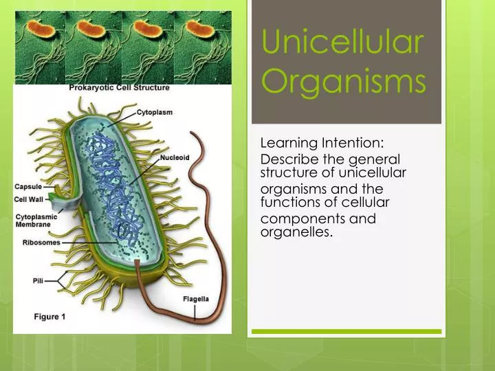 PPT Unicellular  Organisms  PowerPoint Presentation free 