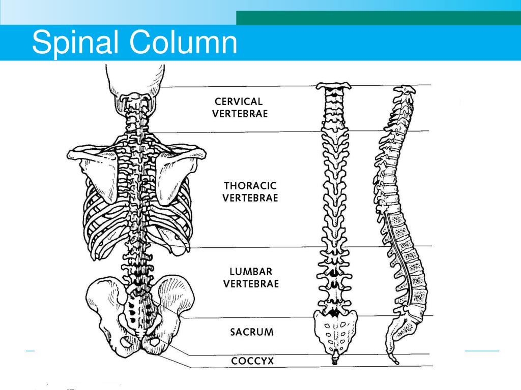 Column span. Spinal column. Spinal column в медицине. Spinal column плакат. Column в строении человека.