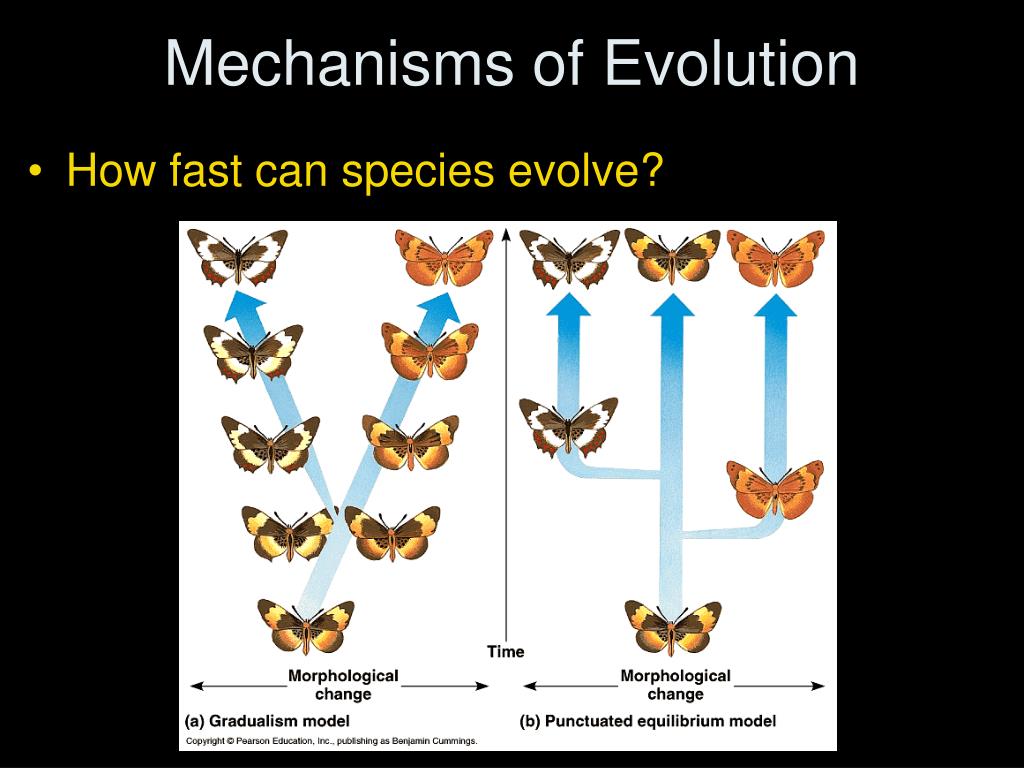 Mechanisms Of Evolution