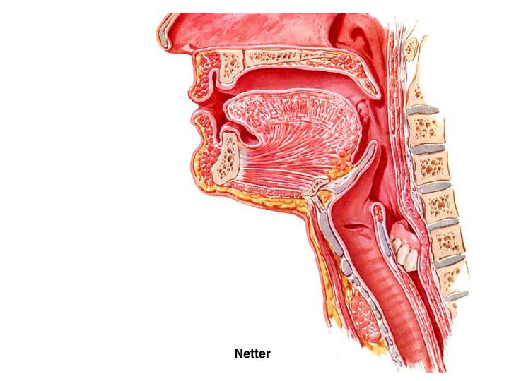 PPT - The Pharynx PowerPoint Presentation - ID:6306022