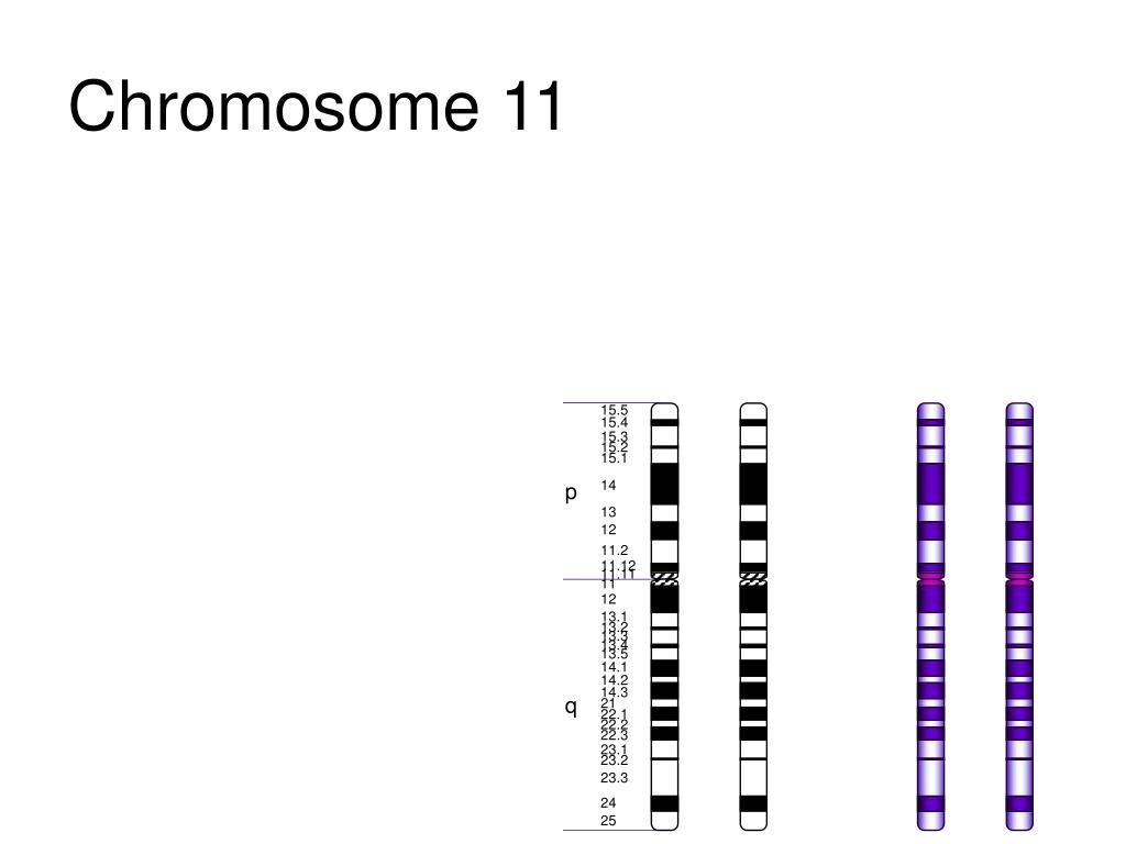 Местоположение генов в хромосоме. Хромосома 11p13. Карта 13 хромосомы человека. 11 Хромосома человека. Карта хромосом человека.