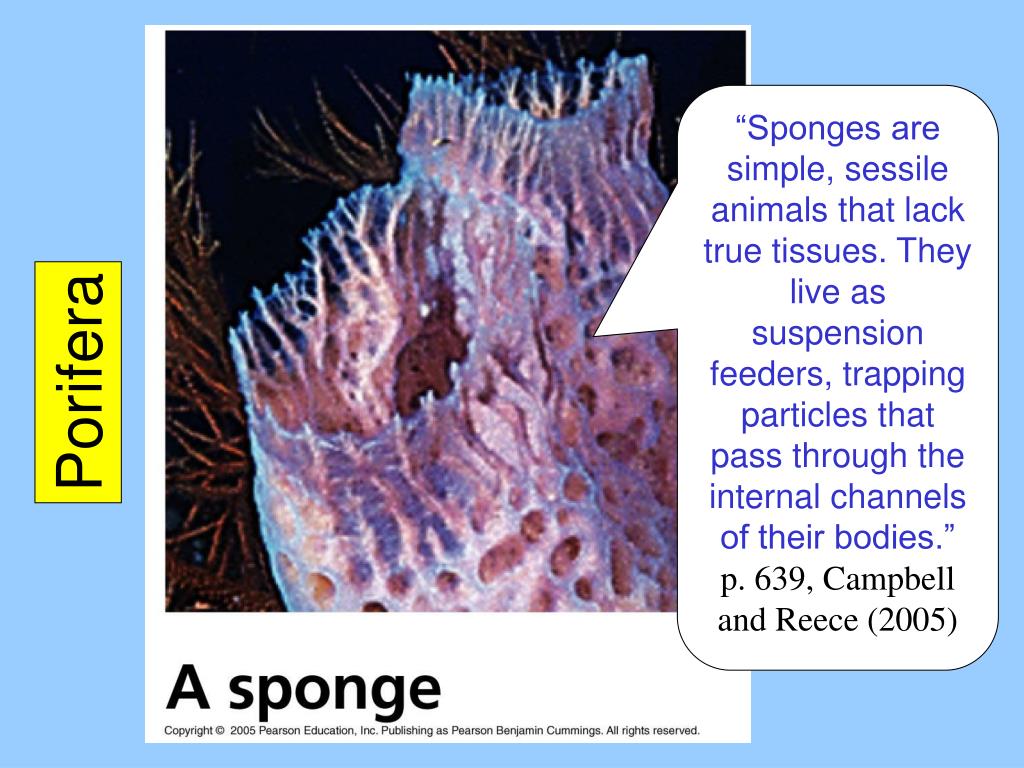Ppt Invertebrates Powerpoint Presentation Free Download Id