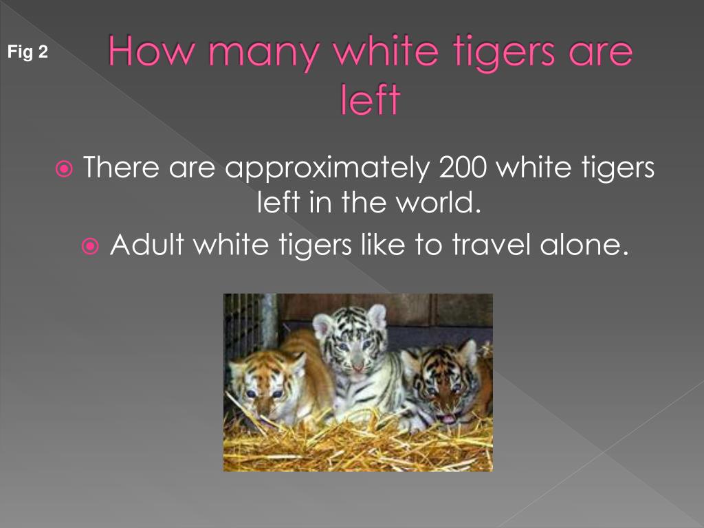 PPT White Tiger PowerPoint Presentation, free download ID6307639