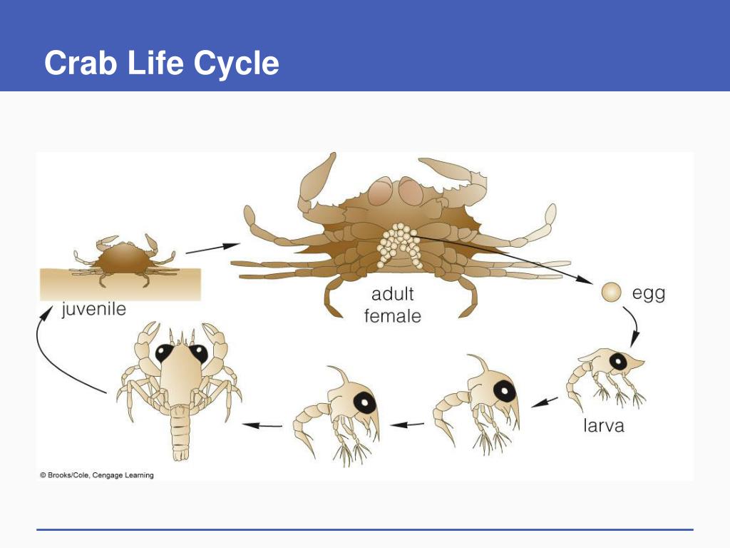 PPT - Animal Evolution –The Invertebrates PowerPoint Presentation, free