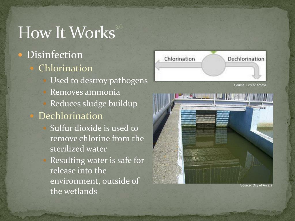 PPT Constructed Wetlands as a Water Treatment System Arcata