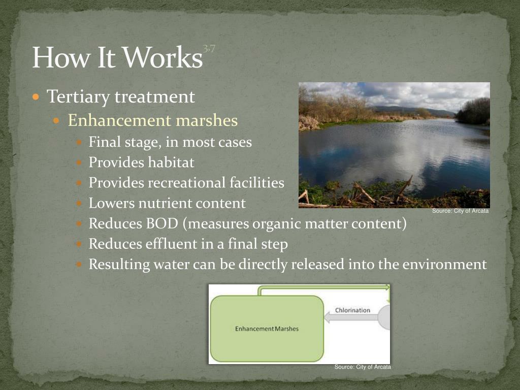 PPT Constructed Wetlands as a Water Treatment System Arcata