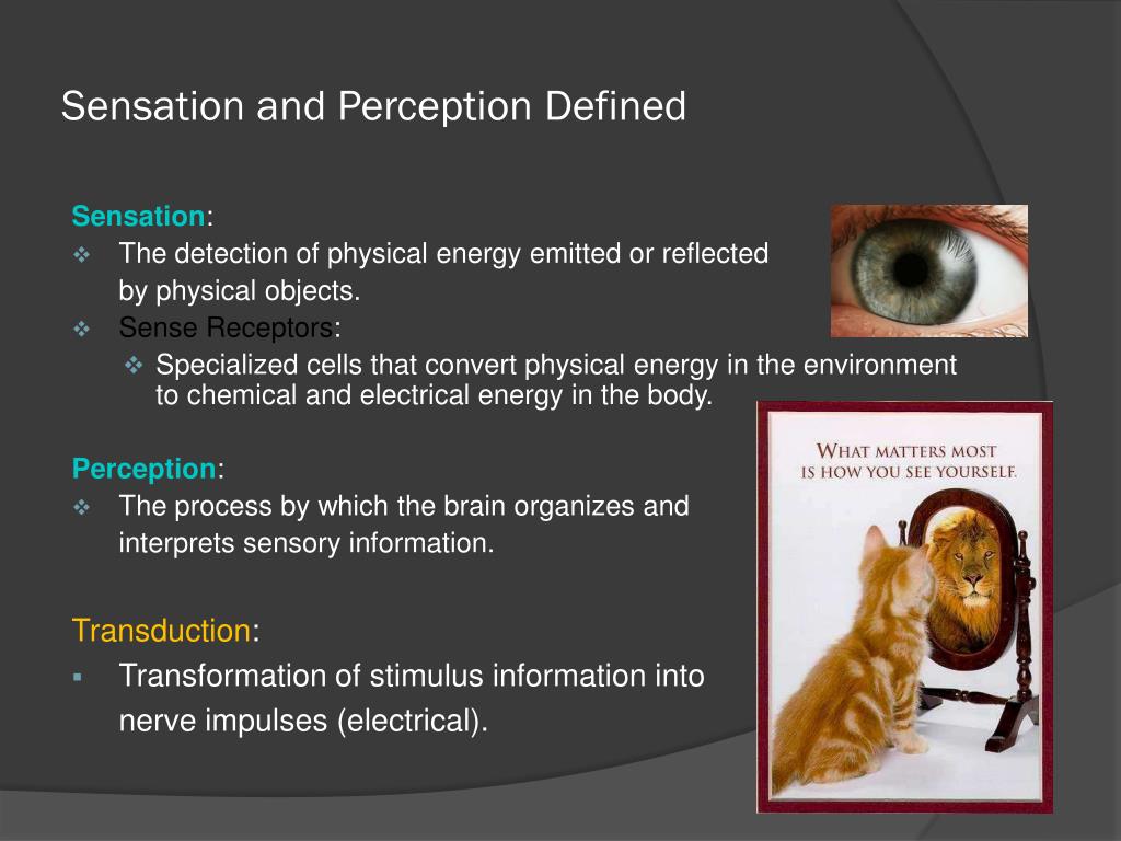 Sensation Perception 1 sensation-perception-1