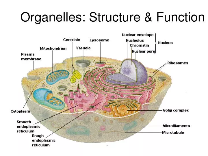 free download organelles free download organelles