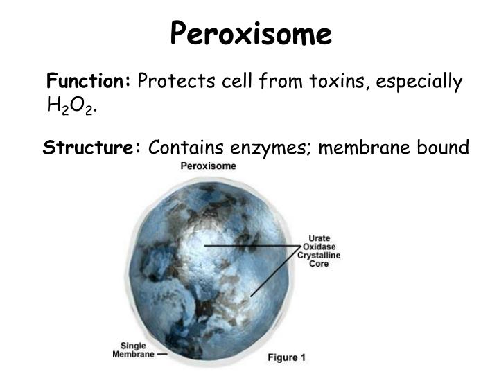 PPT - Organelles: Structure & Function PowerPoint Presentation - ID:6311315