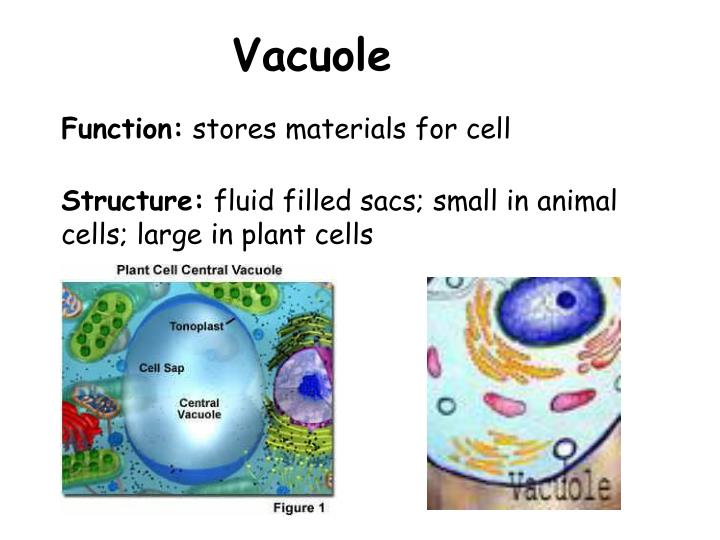 PPT - Organelles: Structure & Function PowerPoint Presentation - ID:6311315