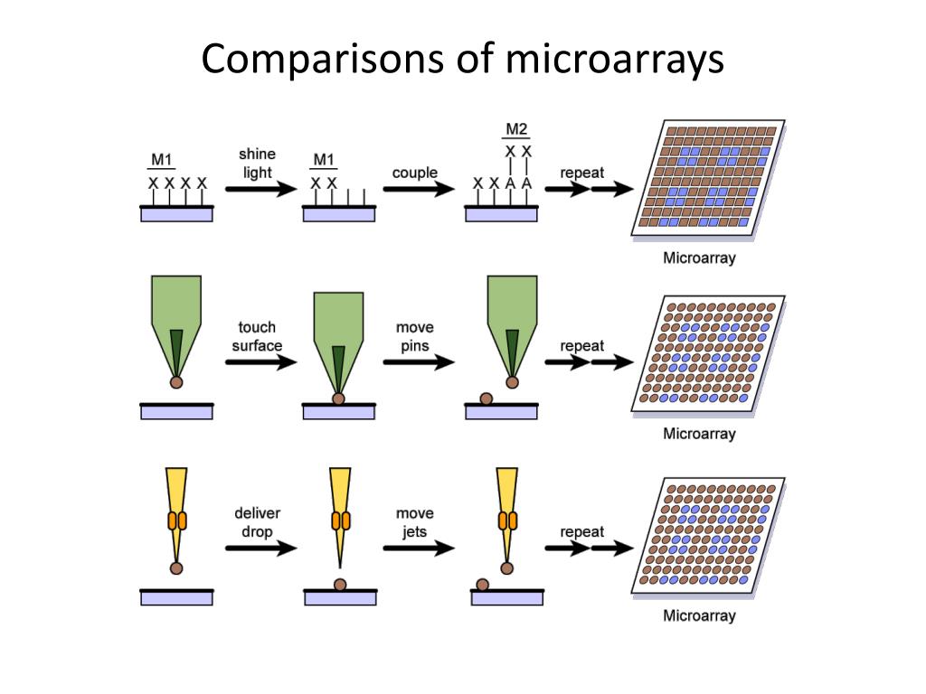 Ppt microarray hybridization powerpoint presentation free download