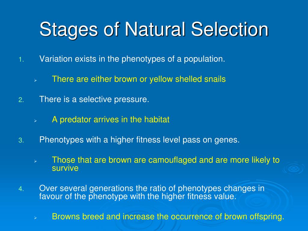 PPT Stages of Natural Selection PowerPoint Presentation, free