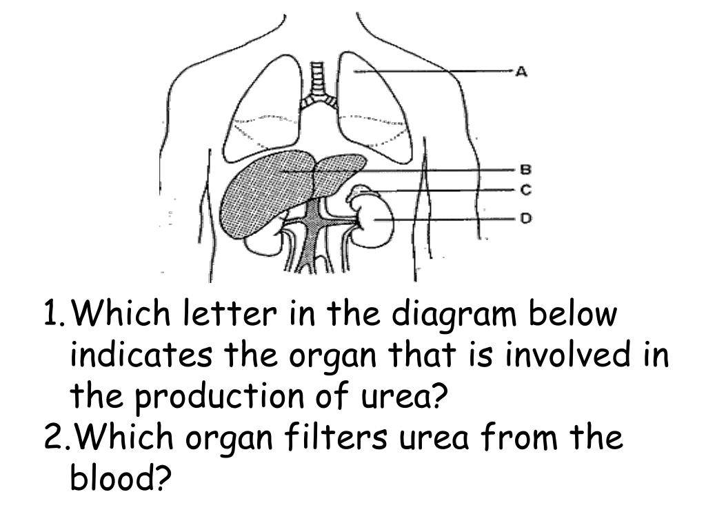 PPT - Topic : Excretory System Aim : Describe parts & functions of the